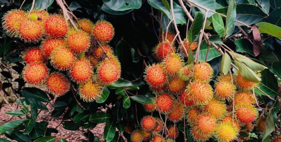 chính chủ bán đất làm nhà vườn mặt tiền đường nhựa hương lộ 2 phường lộc hưng