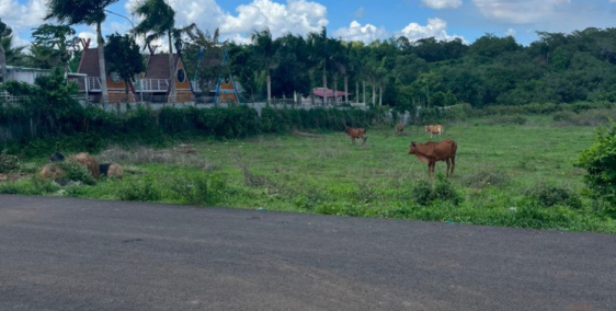 Chính Chủ Bán Đất 12.739m2 Thị Trấn Ngãi Giao, Xã Bàu Chinh, Huyện Châu Đức