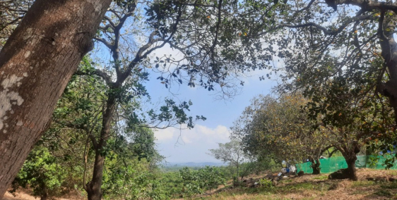 Một Lựa Chọn ĐÁNG Cân Nhắc nếu đang tìm Đất Vườn quanh hồ Trị An