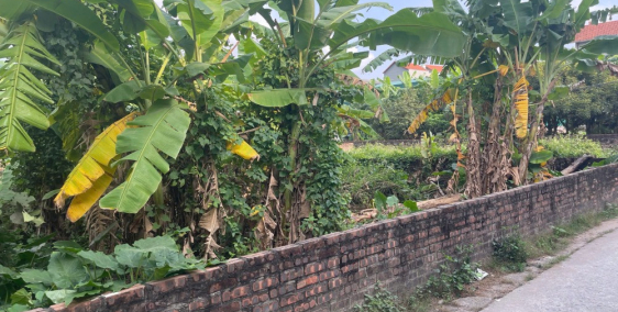 Bán 100m2 đất vườn có thể lên thổ cư tại tổ 4 Cự Khối, cạnh siêu dự án ven sông