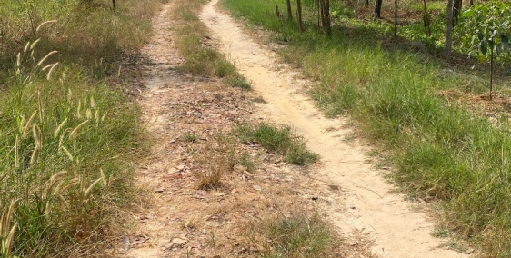 Tôi cần bán 2 miếng đất liền kề 32m*69m ở xã Long Hoà,Dầu Tiếng,Bình Dương(TPHCM